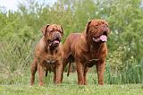 DOGUE DE BORDEAUX 077